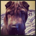 Bruce "Da Charpe" Moreno - @brucedasharpei - Instagram