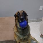 Bruce Moreno Guedes🐕 - @bruce_moreno_guedes - Instagram