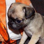 Bruce Wayne Moreno - @bruce.wayne.the.pug - Instagram