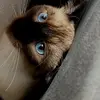 Bruce Lamorie - @bruce.lamorie - TikTok
