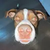 bruce morley - @bruce.morley - TikTok