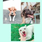chichi♥🐾 - @chichibrucemosby - Instagram