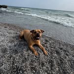 Mosby - @mr.mosby.bruce - Instagram