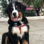 Bianca Paixão - @bruce_mountaindog - Instagram