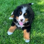 Bruce Bruce - @brucewmountaindog - Instagram