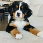 Bruce the Bernese Mountain Dog - @mybestiebruce - Instagram