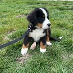 Bruce The Bernese Mountain Dog - @brucethebernesemountaindog - Instagram