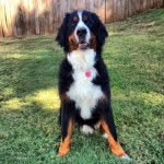 Bruce The Bernese Mountain Dog - @bruce_thedog_ - Instagram
