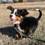 Bruce the Bernese Mountain Pup - @bruceyboyberner - Instagram