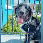Bruce the Golden Mountain Dog - @sweetlifeofbruce - Instagram