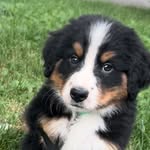 @bruce_the_mountain_dog - Instagram
