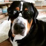 Bruce the Swiss Mountain Dog - @brucetheswissmountaindog - Instagram