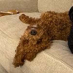 Bruce - @brucethemoyenpoodle - Instagram