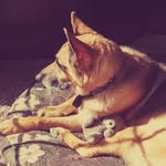 Bruce Mullen - @bellawithbear - Instagram