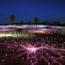Bruce Munro - Facebook