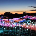 Bruce Munro - @brucemunrostudio - Instagram