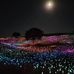 Bruce Munro: Field of Light at Sensorio - Facebook