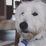 Buddy Bruce Neal - @buddymeetsworldd - Instagram