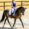 Bruce Newforest pony - @bruce_newforestpony - TikTok