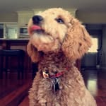 Bruce O'Brien🐶 - @bruce.obrien111 - Instagram
