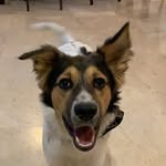 Bruce O’Brien - @bruce_the_shollie - Instagram