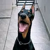 Bruce - @bruceodoberman - TikTok