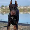 bruce_doberman - @bruce_doberman - TikTok