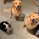 Aventuras de Jack, Otto, Oscar e Bruce - @jack_otto_oscar_e_bruce - Instagram