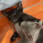 Bruce & Otto - @docandbatsy - Instagram