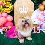 Mel😇, Nina😇, Marley, Aron😇, Wendy, Bruce, Otto😇, Rubi e Snow - @melzinhashihtzu - Instagram