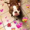 🐹Otto & Bruce🐕 - @otto.and.bruce - TikTok