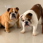 Otto & Bruce Brandão Pelucio - @ottoebrucebpelucio - Instagram