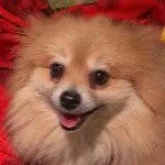Otto I like dogs - @bruceotto - Instagram