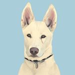 Bruce Pattison-Prince🇬🇧 - @bruce_the_staffsky - Instagram