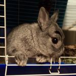 Oliver Bruce Pedersen - @bunnolivertheplace - Instagram