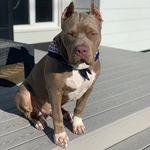 Bruce Pendleton🐶 - @meatybruce - Instagram