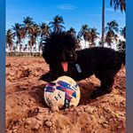 Bruce Pierre🐶✨ - @bruce_cockapoo1 - Instagram