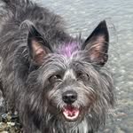 Bruce Chang - @bruce_the_purple_haired_dog - Instagram
