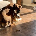 Bruce & Reese - @bruce.reese.12_ - Instagram