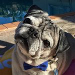 Bruce Rodriguez - @pugsterbruce - Instagram