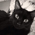 Bruce Rutherford Wayne - @black_cat_bruce - Instagram