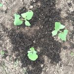 Bruce Salvo - @bumpashollow - Instagram