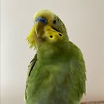 Bruce Ferguson Sauder - @bruce_the_parakeet - Instagram
