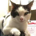 Bruce The Cat - @bruce_selfiecat - Instagram