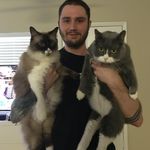 Bruce & Sheldon - @thecatboyz_bs - Instagram