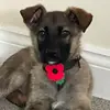 Bruce - @bruce_german_shepard - TikTok
