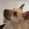Bruce - @brucehuskyshepard - TikTok