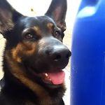 Bruce - German Shepherd - @bruce.pastoralemao - Instagram