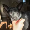 Bruce - @_bruce.shepherd - TikTok
