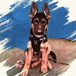 Bruce | German Shepherd - @bruce.gsd_eastmids - Instagram